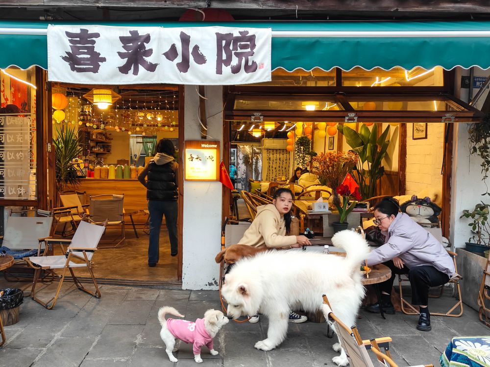 成都街边茶馆实拍,门前的狗与喝茶的人们